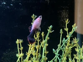 Guppy looks like is "dragging" his (not large) tail.