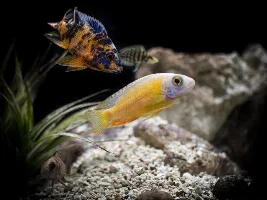 My Fish Journal.