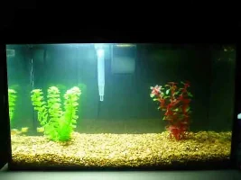 Are Bettas Compatible?
