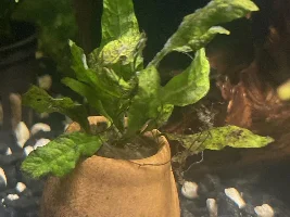 Noob question but can somebody tell me what kind of plants these are ?