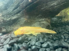 190L Tropical Journal