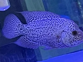 Help me identify this fish