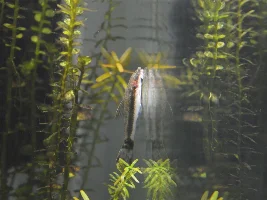 60L Paludarium