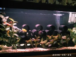 New Set Up Cichlids