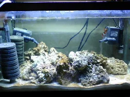 Revision17's Nano Tank Pics