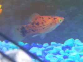 Just bought a painted platy at petsmart is it a male or female