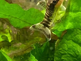 Couple pictures from the Cichlid tank supper time 2 nights ago…