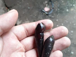 Snail ID
