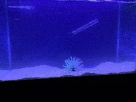 29g Saltwater Nano Tank