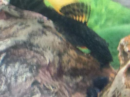 Pleco has white on tail/top fin, should I be worried?