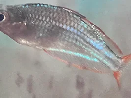 Who is this little gal/guy