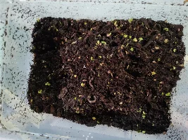 My worm bins
