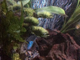 Fred the Gourami said “shush I’m hiding” Mexico the sail fin had to give his spot away