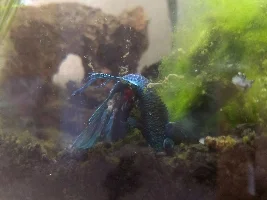 Very Sick Betta: Attempt to save it? Or how to humanely put it down?