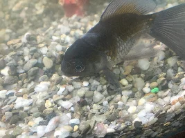 One fish dead the other not looking good help!!