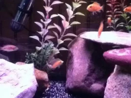 Former Newbie's African Cichlid Experience