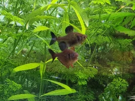 Interesting Black Phantom Behavior