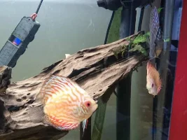 Discus Id Please