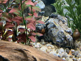 New-ish Tank Build