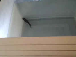 HELP!!!!!!!!