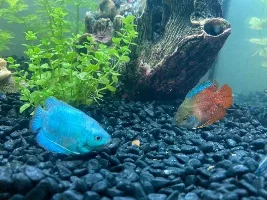 190L Tropical Journal