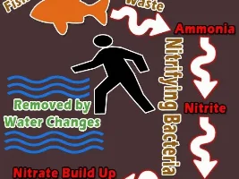 Cycle Your Tank! A Complete Guide For Beginners
