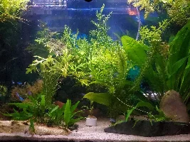 Starter tank, 29g