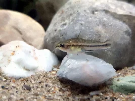 Cories, lots of cories.