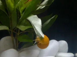 Got My Betta