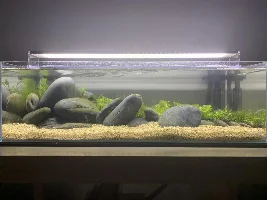 ADA 60F low tech