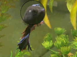Health Question - White Spot on Betta’s Head?