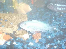 semper fi's fish