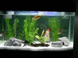 New Membre - Rtb Shark & 3 Catfish Dead :(