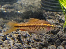 Cherry Barb isolating itself