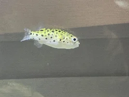 Green Spotted Puffer Flashing