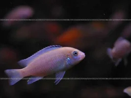 Adrinal's FW Tanks
