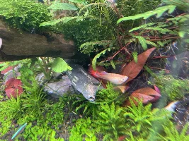 My Corydoras are slowly dying