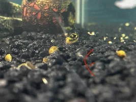 Pea puffer (dwarf puffer) male or female??