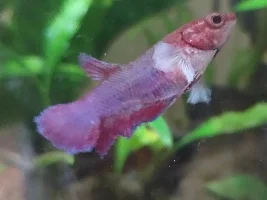 Help now!! Swim Bladder Deseise in one of my Bettas