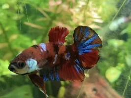 Fin problems?