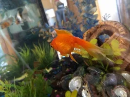 1 year of fish keeping!!