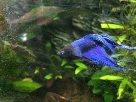 Betta Popeye?