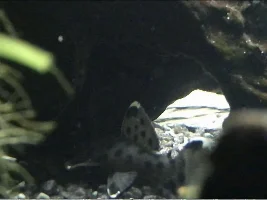 What's Your Favourite Pleco?