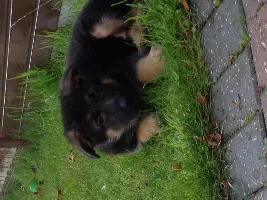 My New Pup :)