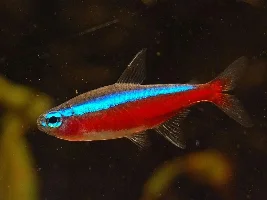 Fishy tales: More myths from the aquarist trade