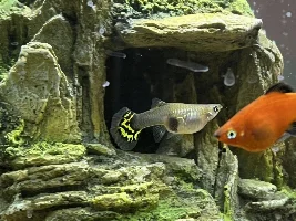 Is my guppy pregnant? It’s been 6 weeks
