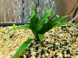 EMO's Eventual Aquaponic Thirty