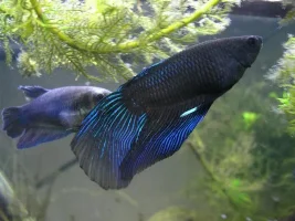 Let See Those Veiltails!