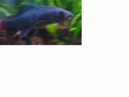 Red Tailed Black Shark To Be Rehomed Today