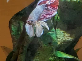Betta Fish With A Torn Fin, Help Needed!!